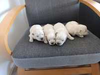 West Highland White Terrier Sunia