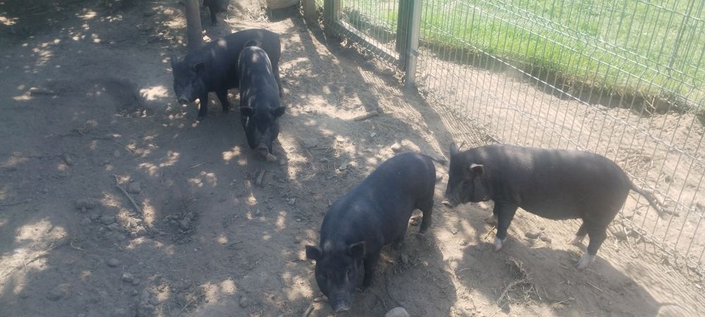 Sprzedam świniodziki