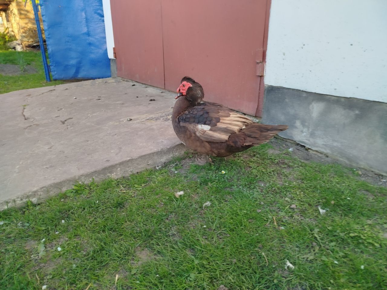 Качур, індокачур, індокачки