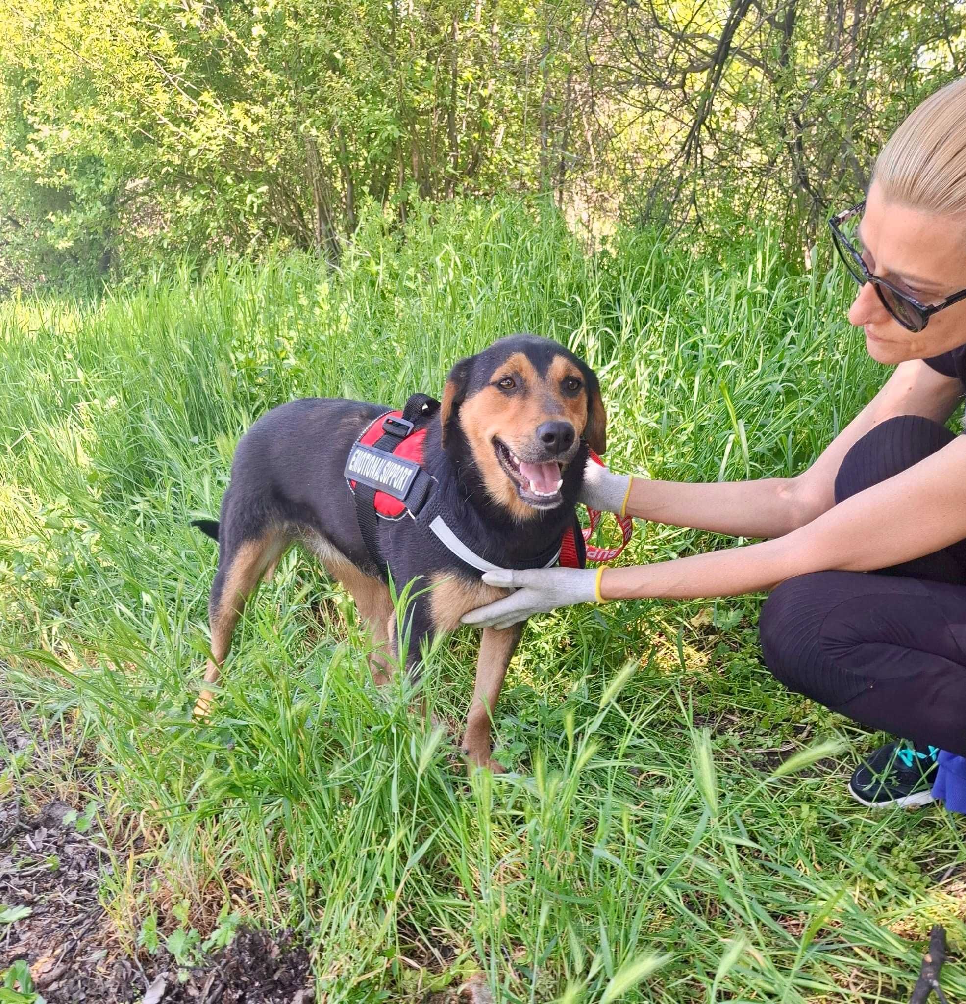 RAJA 11 mies, subtelna,  nieśmiała sunia do adopcji