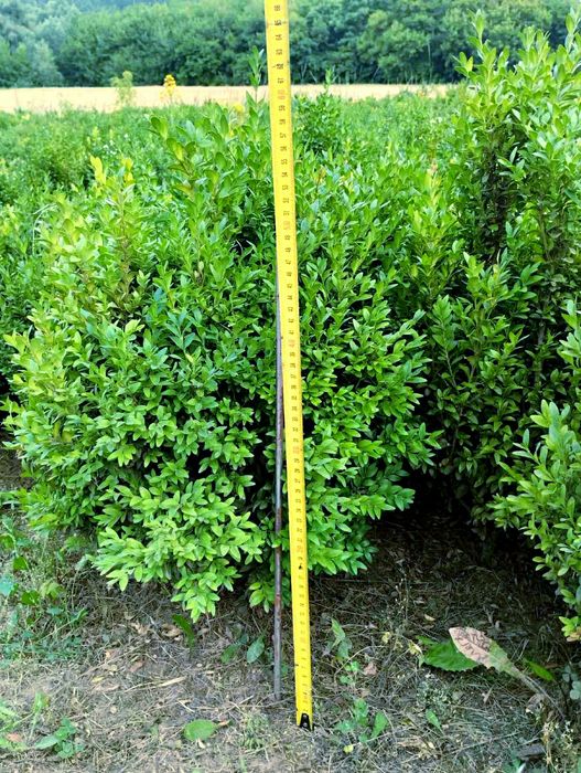 Самшит вічнозелений ВЕСЬ по 70 грн.