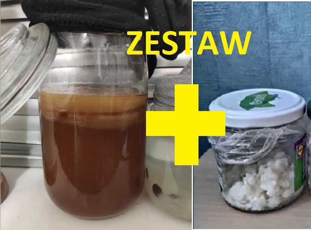 Kombucha + Grzybek tybetański | Zestaw prebiotyczny do własnej hodowli