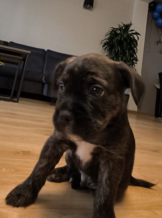 Szczeniak mieszaniec ( buldog francuski z yorkiem ) ZAREZERWOWANE )