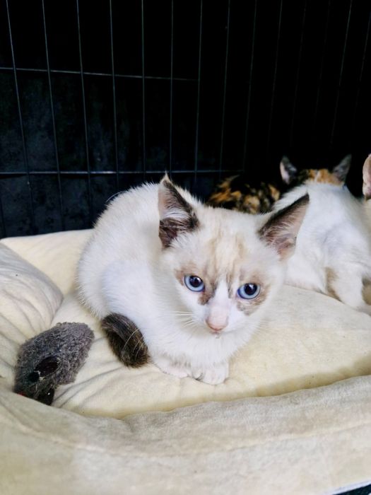 Bebés fêmeas com cerca de 2 meses para adoção responsável