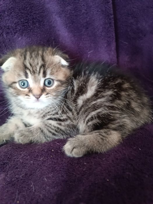 Шотландський хлопчик чекає на родину