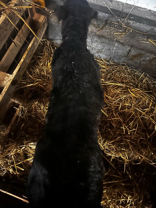 Sprzedam byczka miesnego