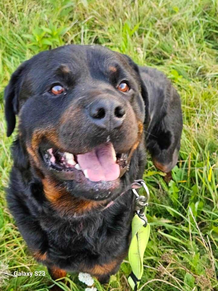 Maciek w typie rottweiler młodziak, typowy przedstawiciel swojej rasy