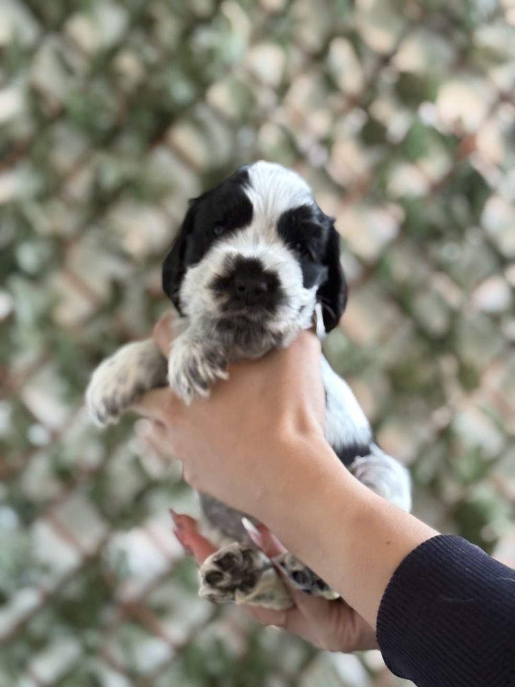 Cocker spaniel angielski (suczka) ZKwP/FCI