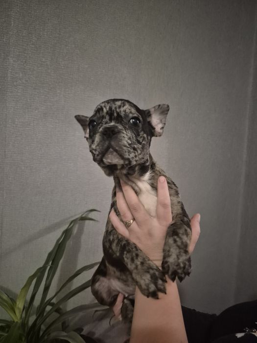 Хлопчик французького бульдога.