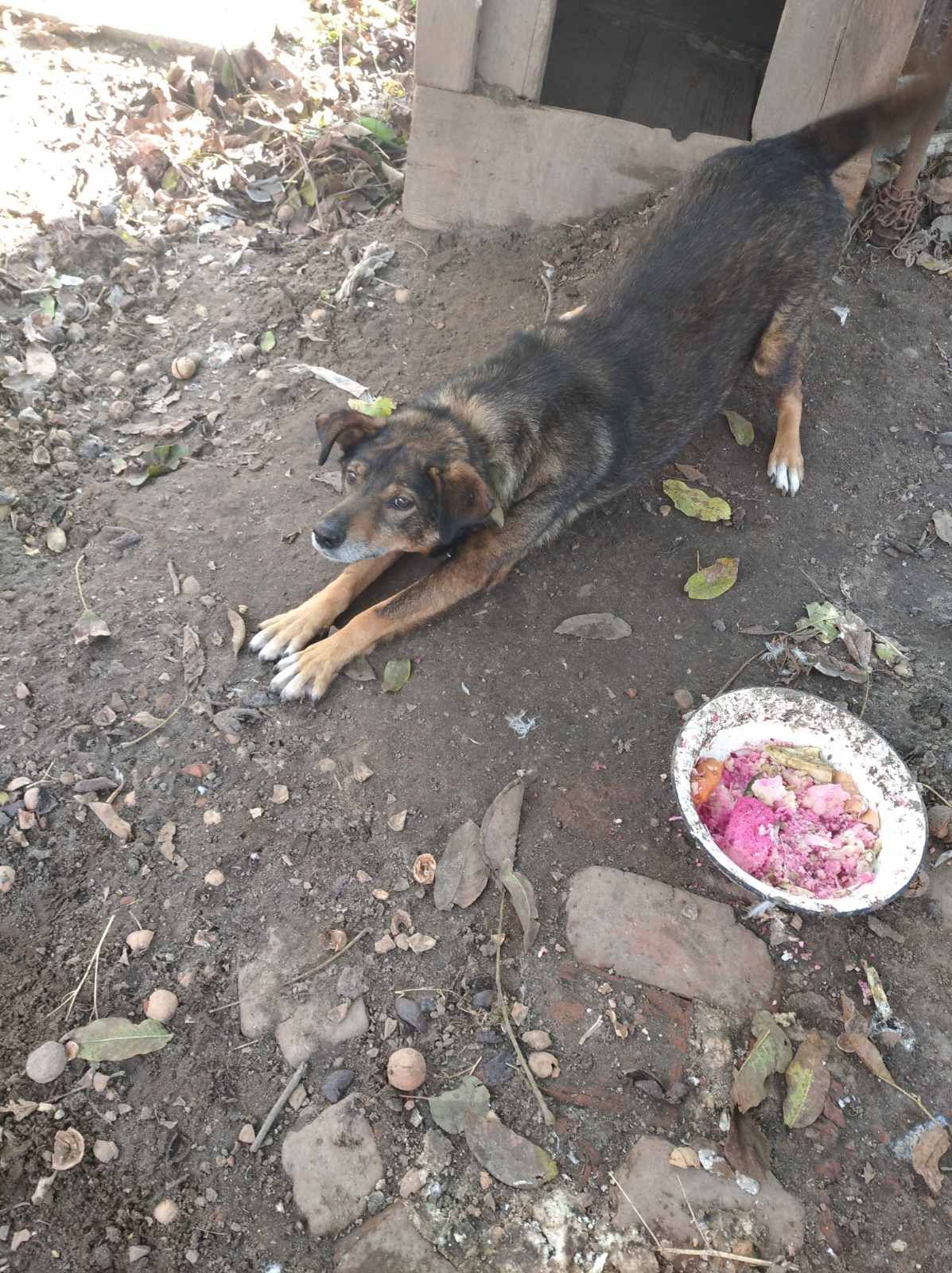 Віддамо песика в добрі руки