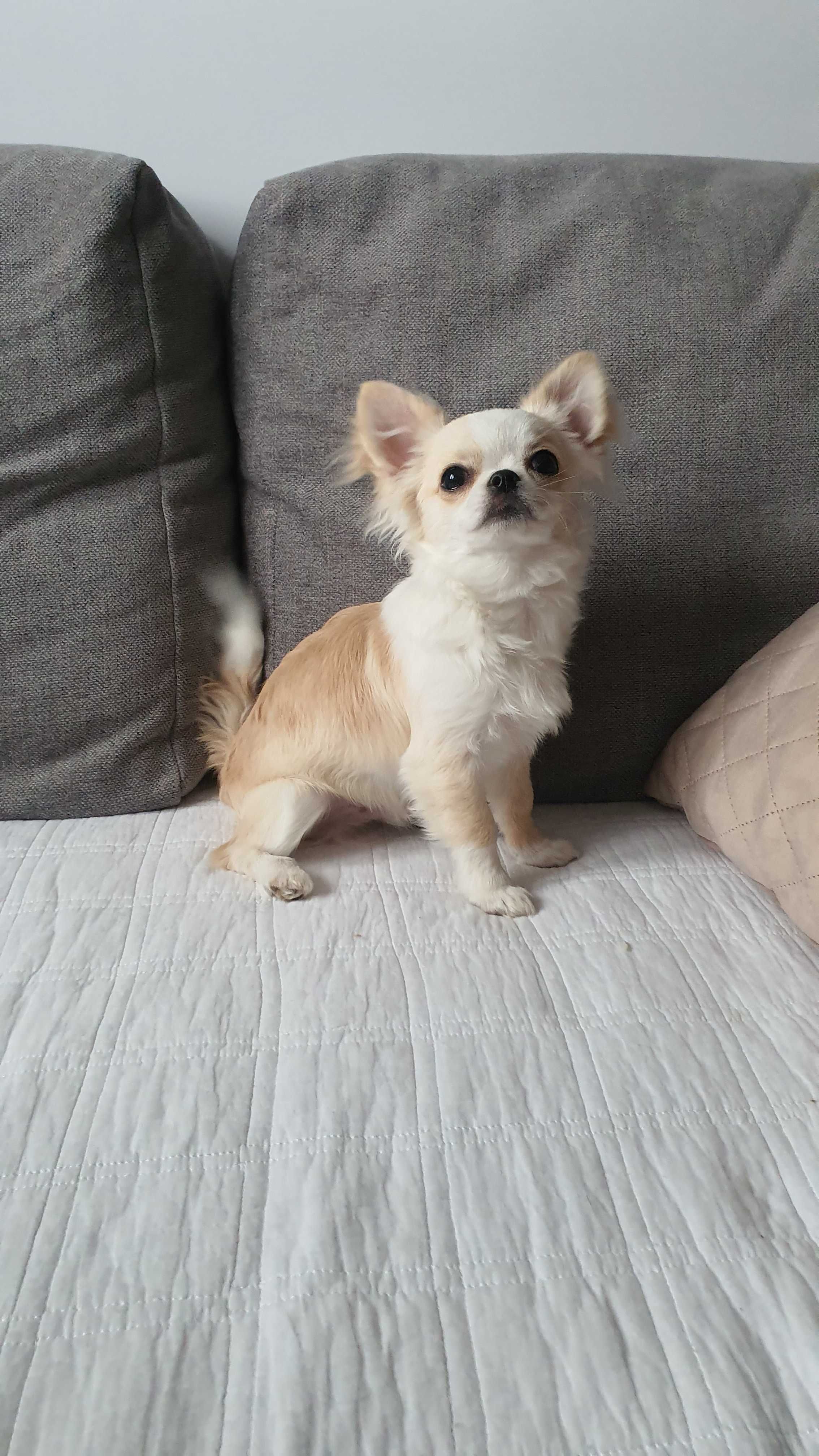 Chihuahua długowłosy ZKwP FCI