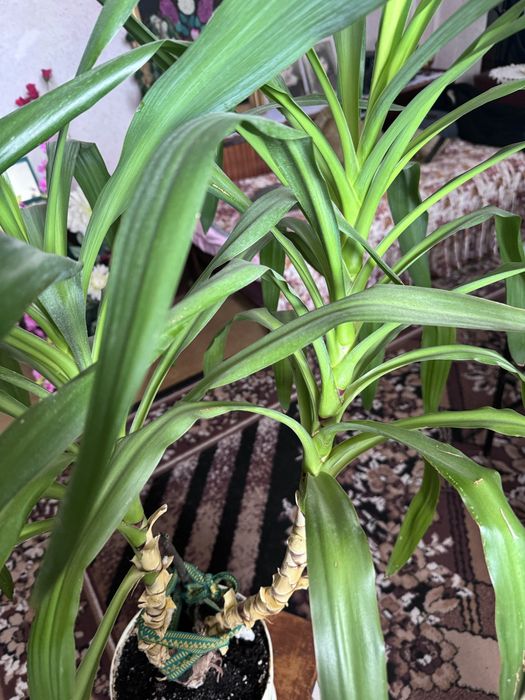 Вазони різні гарні