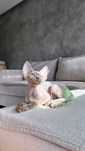 Devon rex kocurek
