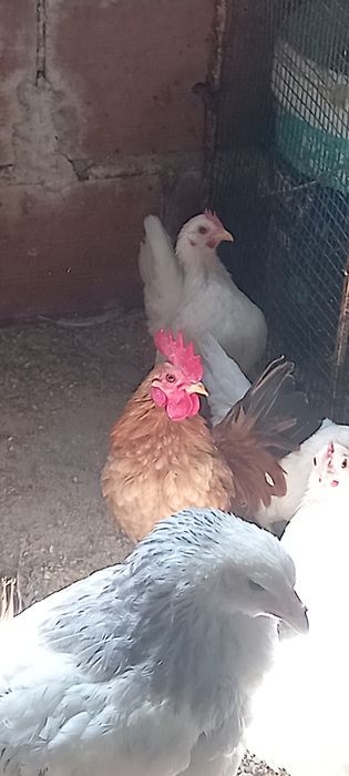 Galinhas    serama