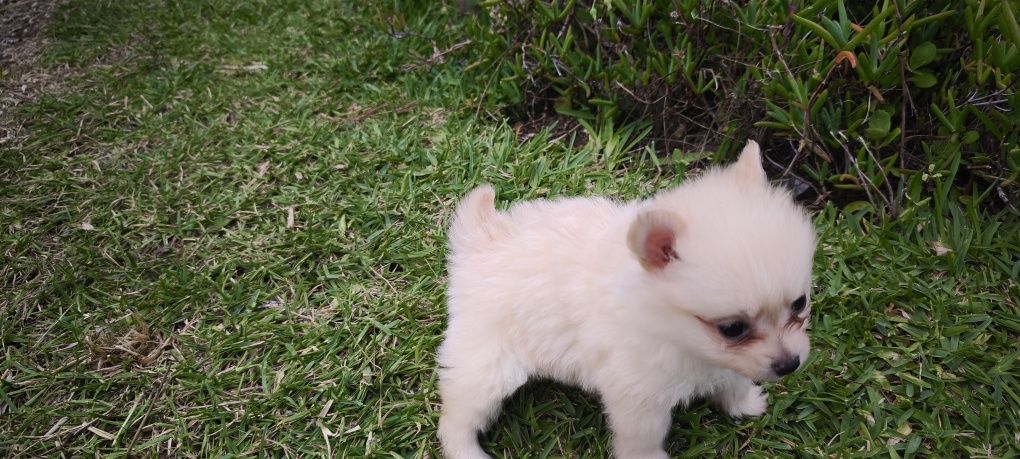 Spitz alemão anão Lulu da Pomerânia criado em ambiente familiar