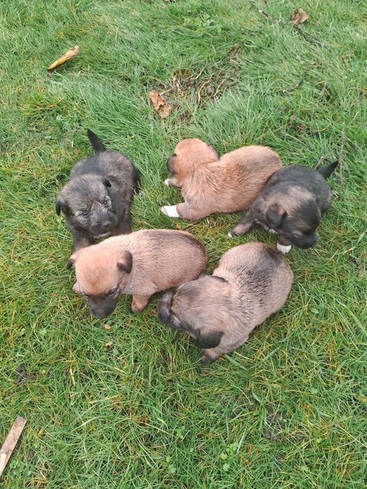 БЕЗКОШТОВНО гарні цуценята