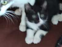 Dá-se gatinho de Santarém até Lisboa