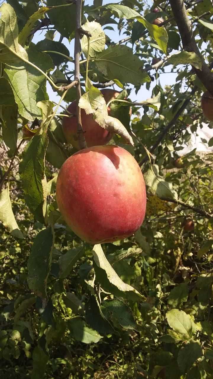 Продаж земельної ділянки під будівництво село Пикуловичі