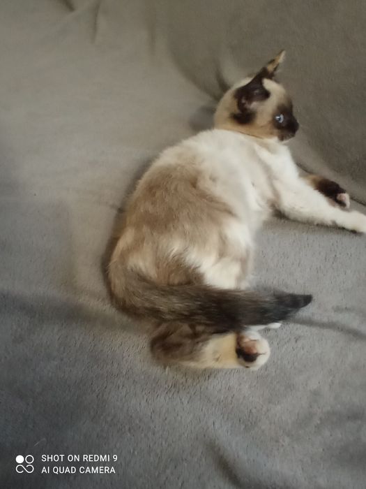 Кішка сіамська маленька вік 2 с половиною місяця чистокровна.