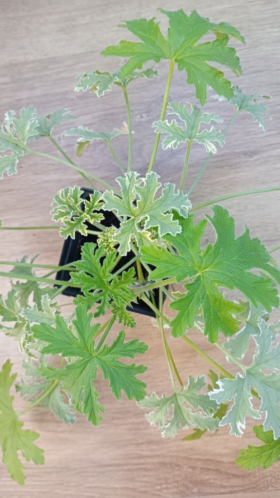 Anginka tradycyjna i variegata. Super zestawienie.
