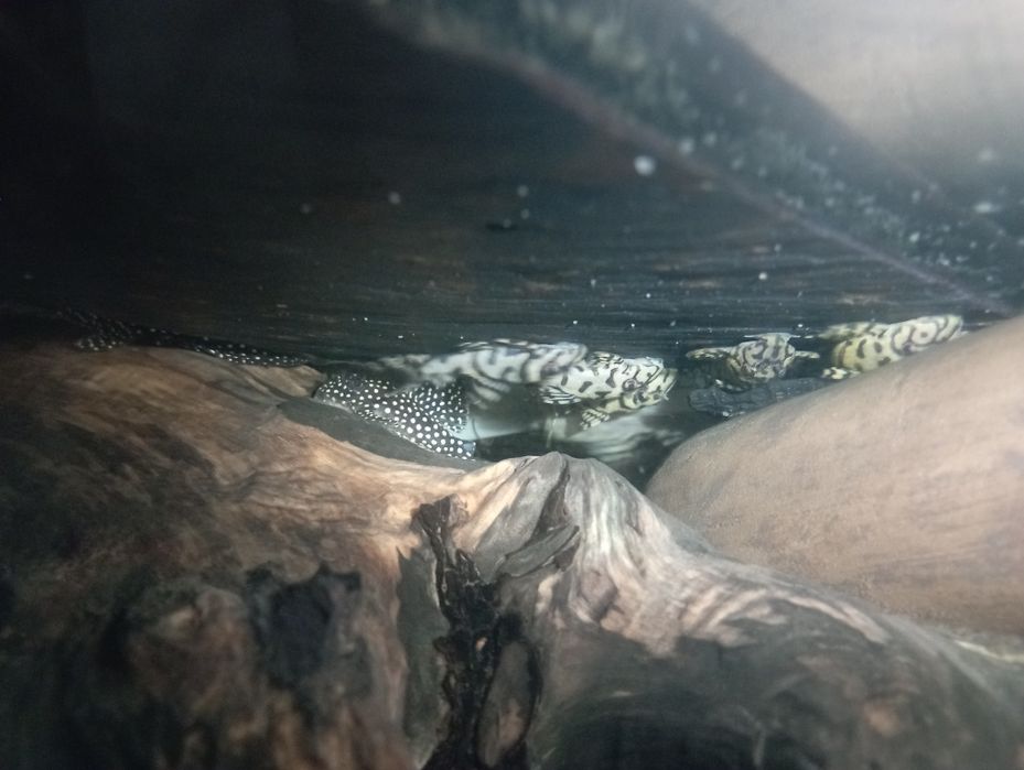 Hypancistrus L236 SW 4-5cm zbrojniki glonojad