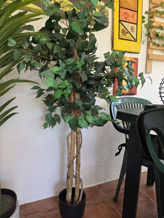 Planta artificial cerca de 1.20cm altura. Imitação de Ficus Benjamina.