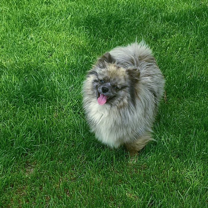 Szpic miniaturowy > suczka blue/merle - okazja.