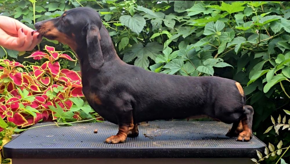 Jamnik krótkowłosy miniaturowy suczka. Rodowód FCI