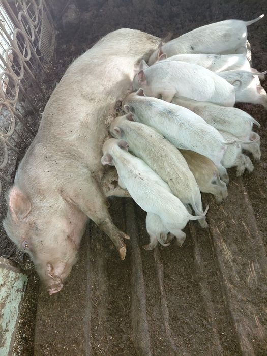 Поросята м'ясна порода