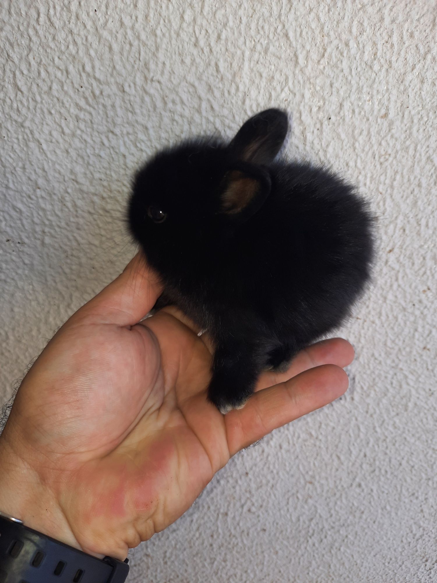 Coelhos anões várias raças