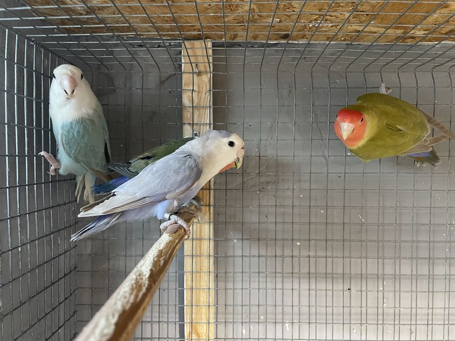 FIM DE HOBBY Colónia de agapornis e todo o material