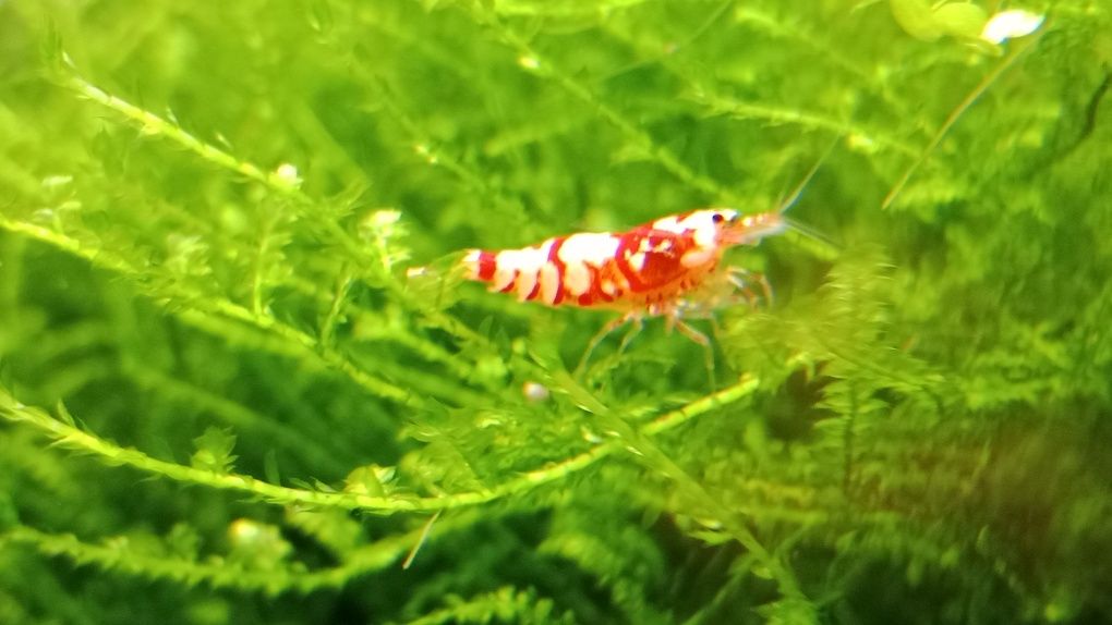 Krewetki Red Fancy Tiger