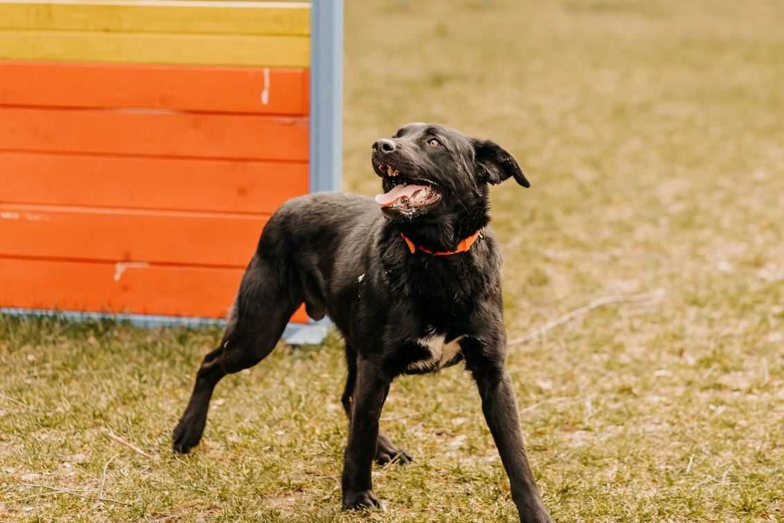 Czarne psy mają małe szanse na adopcję... Rocznemu Soto musi się udać!