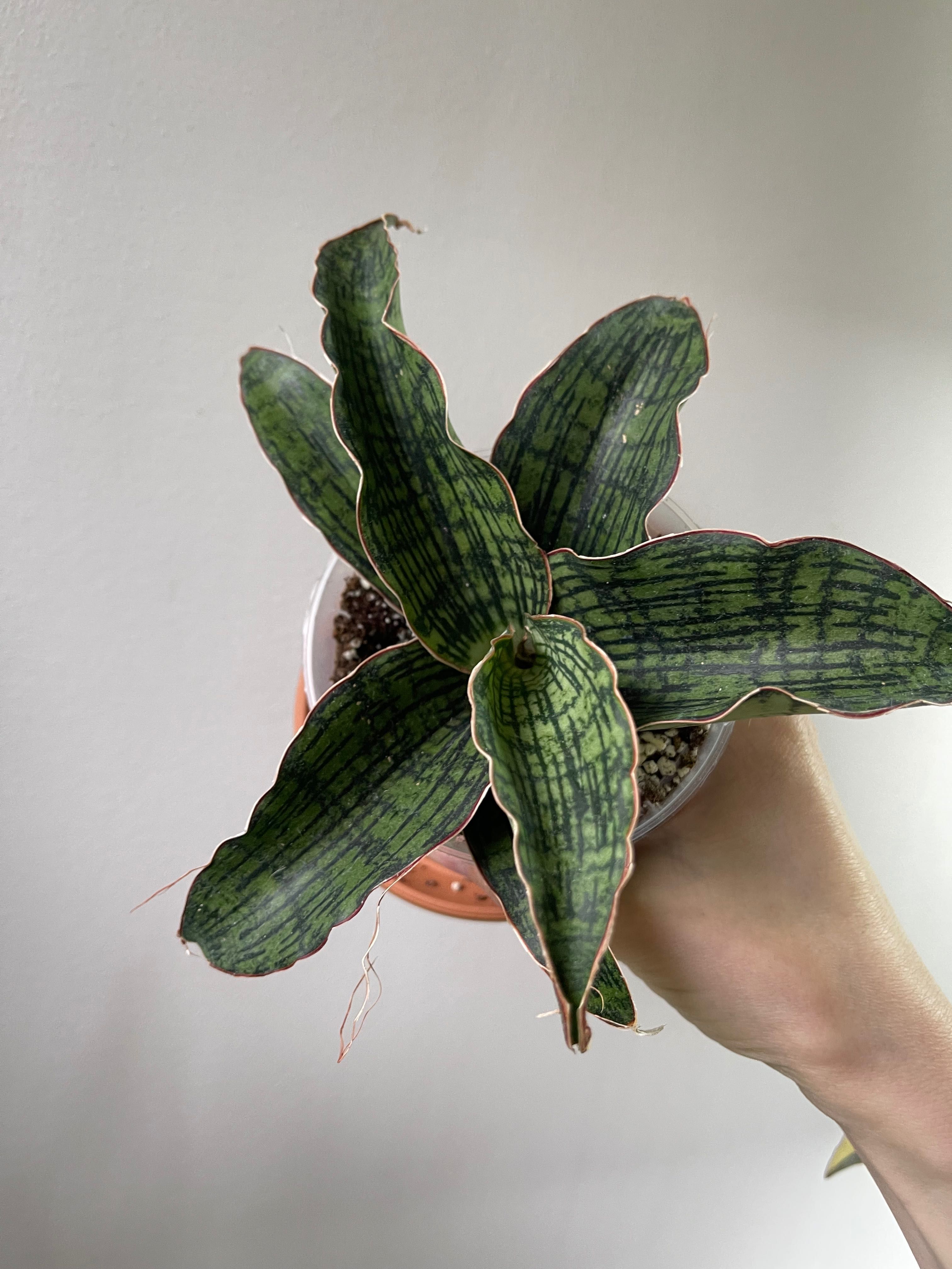 Sansevieria Cleopatra