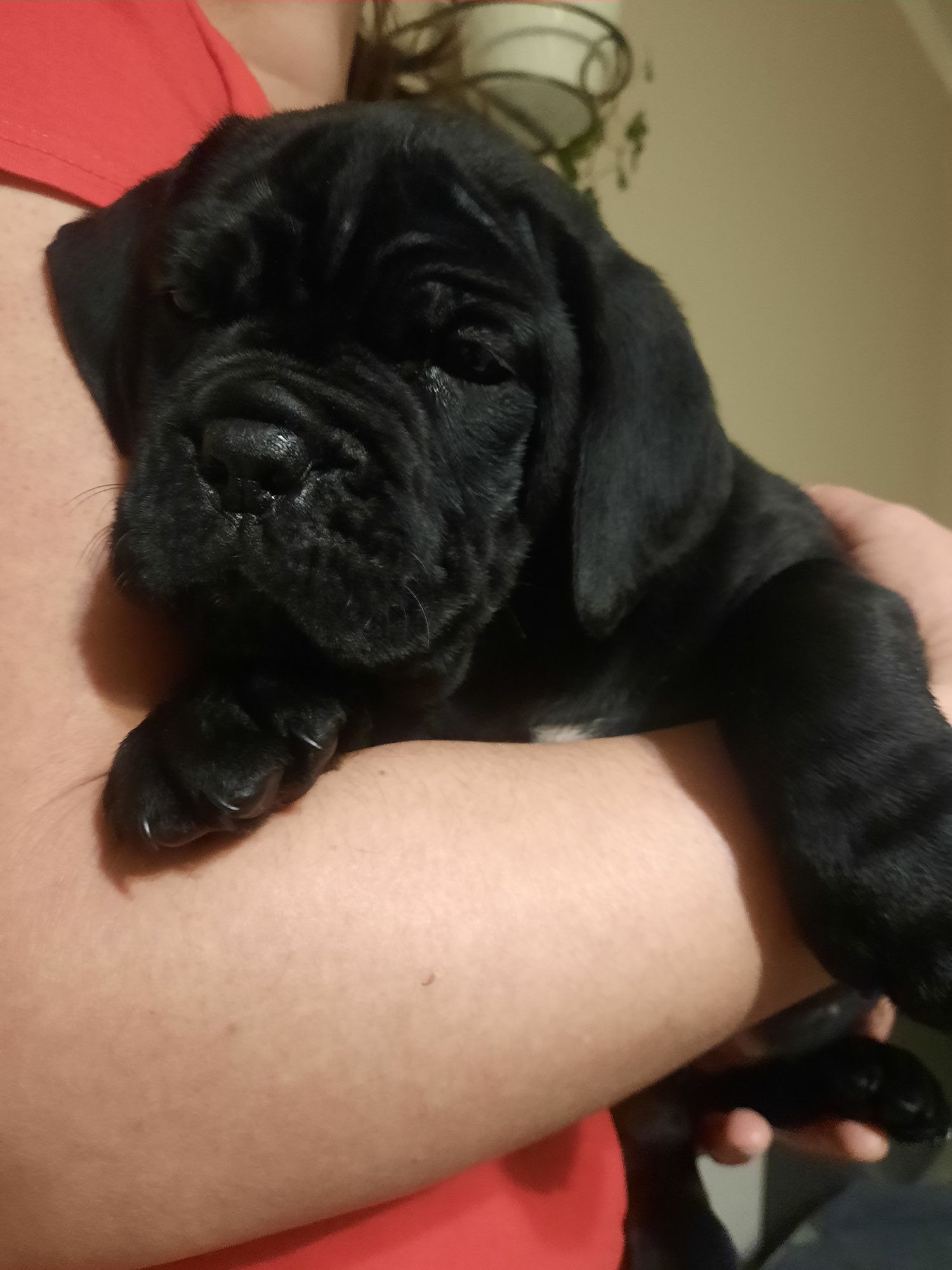 Cane Corso psy obronne