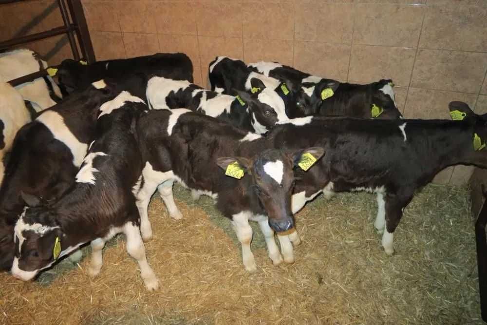 Byczki i jałówki mięsne NCB cielaki cielęta byki sprzedaż cieląt