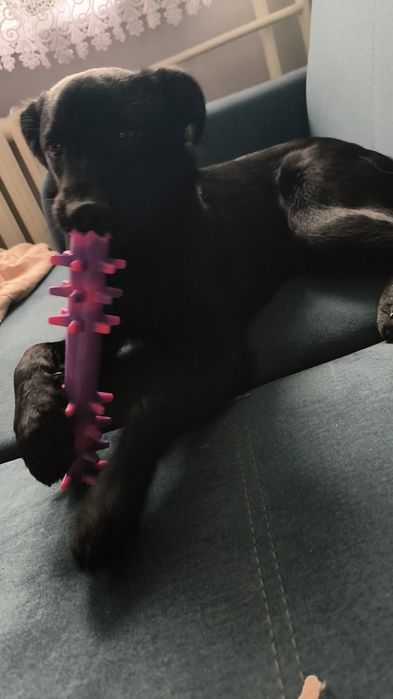 7-miesięczny szczeniak