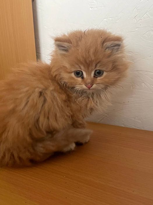 Кошенята в добрі руки