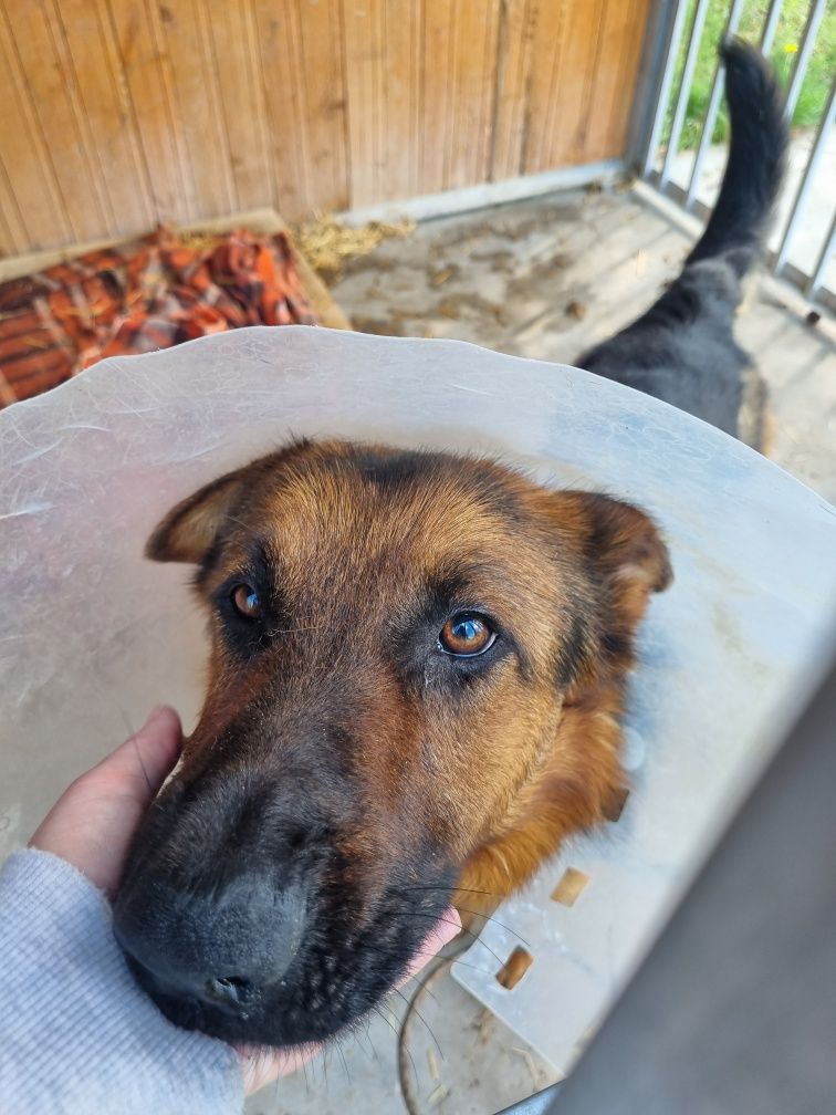 Owczarek Burbon szuka odpowiedzialnego domu. Adopcja tymczas
