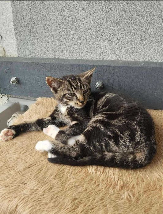 Kotek do adopcji