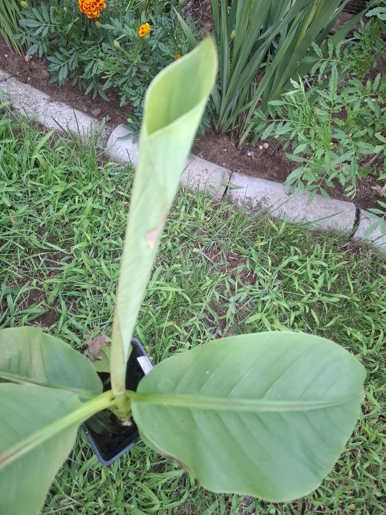 Bananowiec mussa basjo