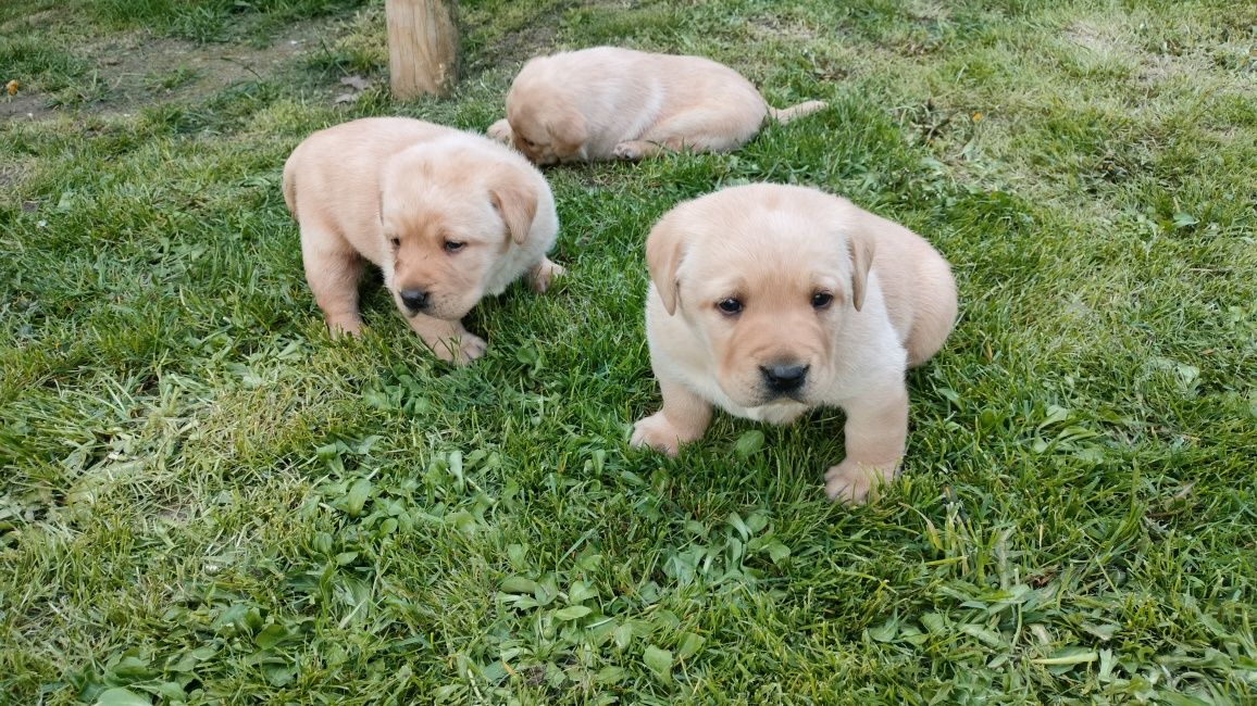 Labrador szczeniaki. Pieski labradory