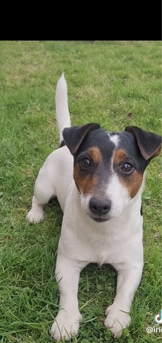 Джек Рассел В‘язка