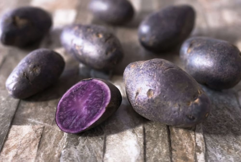 Ziemniaki sadzeniaki odmiana Provita