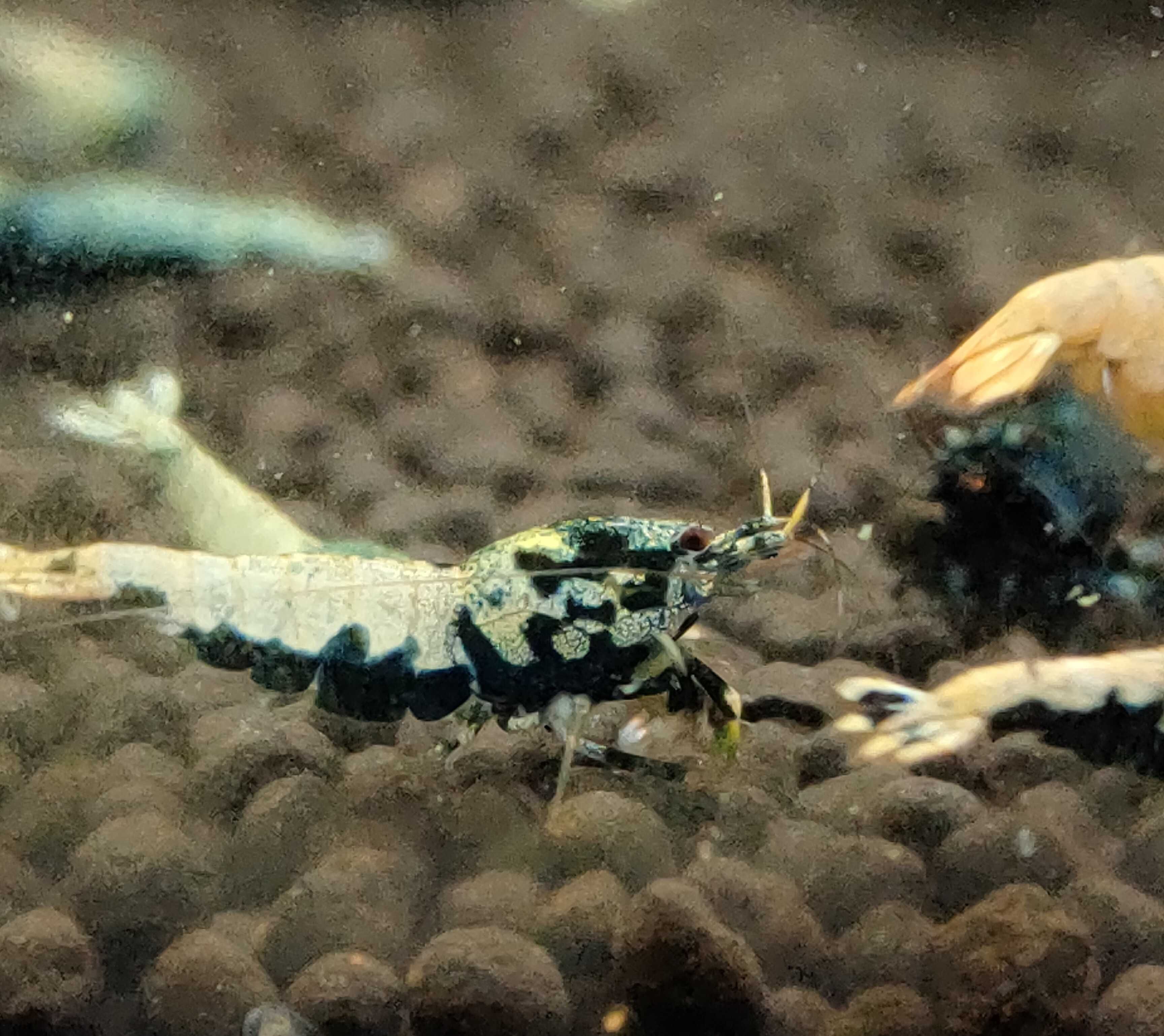 Krewetki Caridina BOA MID Zamiana GRATIS PROMOCJA