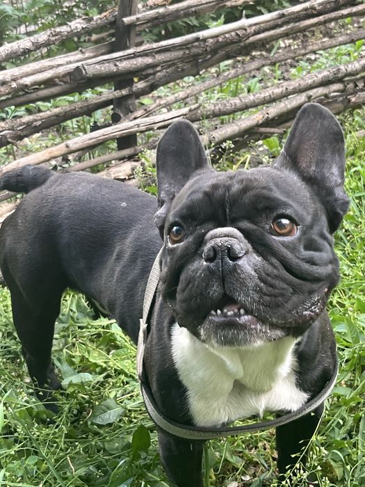 Вязка французкий бульдог