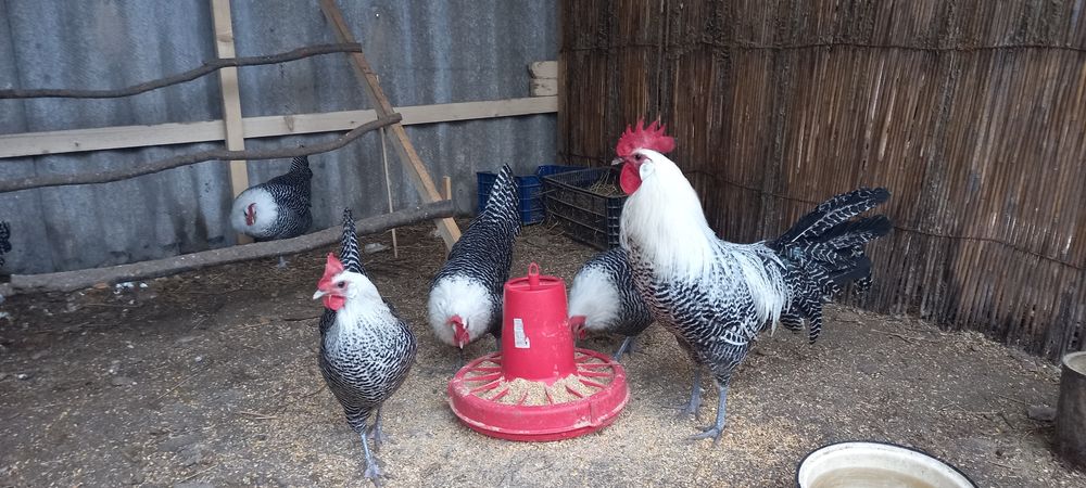 Сім'ї на продаж 9+2 Брекель Инкубаційний яйце і кури породи Брекель на