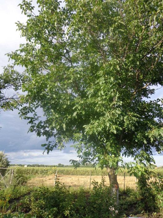 Загородный дом, 95 м2., 34 с. в Могилёве (Днепр. обл.)