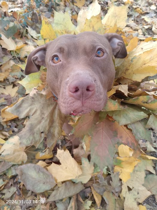 Є цуценята пітбуля, залишилось 2