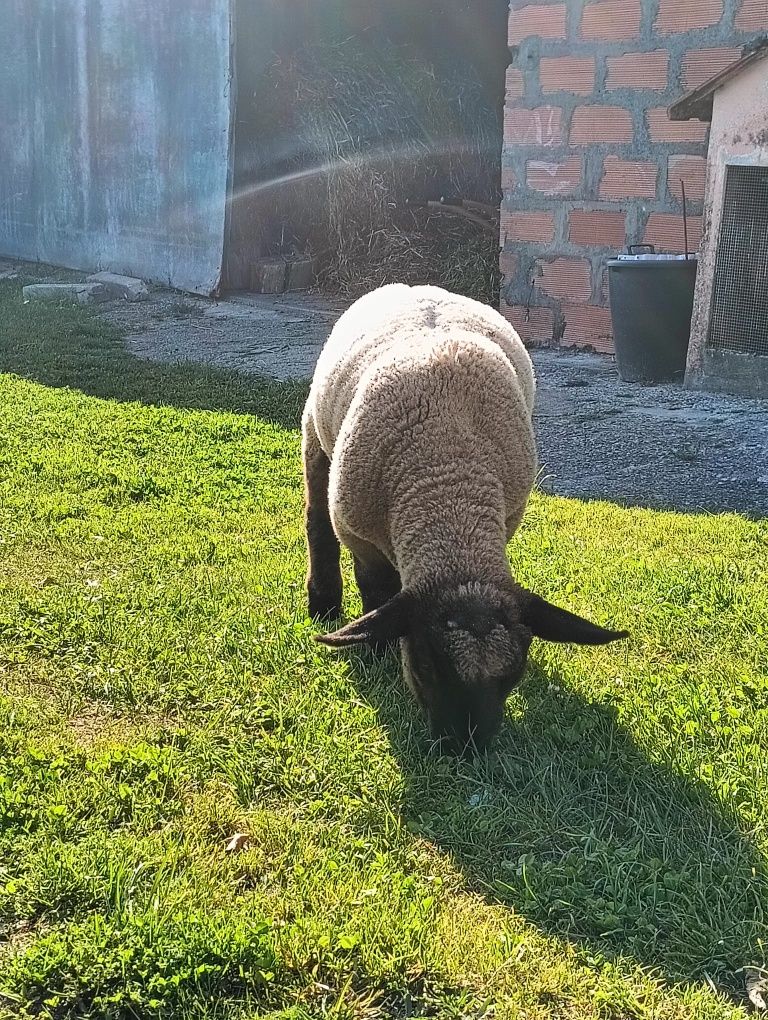 Borrego Suffolk (macho/fêmea)